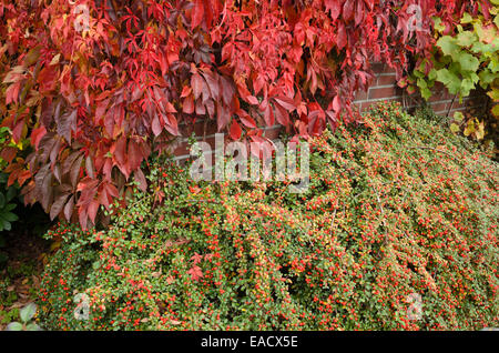 Vigne vierge (Parthenocissus quinquefolia) et (cotoneaster cotoneaster) Banque D'Images