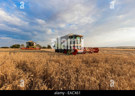 Deux combine harvester Banque D'Images