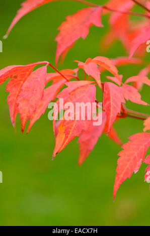 L'érable à feuilles de vigne (Acer cissifolium) Banque D'Images