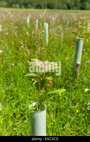 La plantation d'arbres pour limiter le risque d'inondation dans le bassin versant de la rivière Eden Banque D'Images