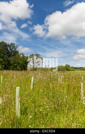 La plantation d'arbres pour limiter le risque d'inondation dans le bassin versant de la rivière Eden Banque D'Images