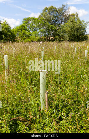 La plantation d'arbres pour limiter le risque d'inondation dans le bassin versant de la rivière Eden Banque D'Images