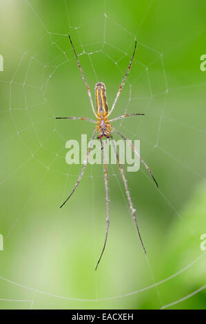 Plate-long-Orb weaver Spider (Tetragnatha extensa), dans un site web, en Rhénanie du Nord-Westphalie, Allemagne Banque D'Images