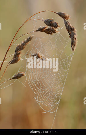 Spider web avec des gouttes de rosée, en Rhénanie du Nord-Westphalie, Allemagne Banque D'Images