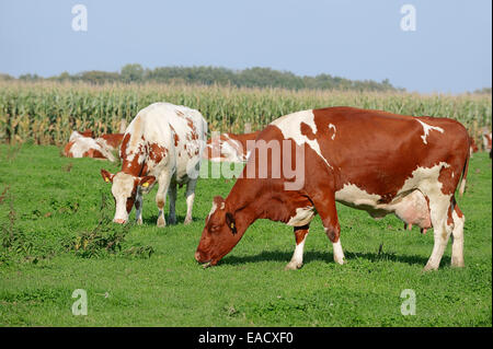 Rouge et blanc allemand Holstein (Bos primigenius taurus), les vaches broutant dans un pâturage, en Rhénanie du Nord-Westphalie, Allemagne Banque D'Images