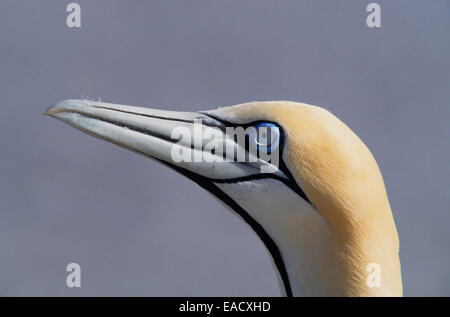 Cape de Bassan (Morus capensis), l'île aux oiseaux, Lambert's Bay, Western Cape, Afrique du Sud Banque D'Images