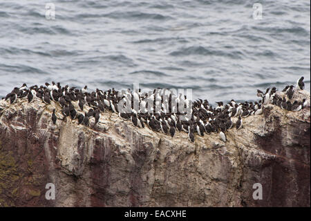 Colonie de Guillemots marmettes ou conjoint de guillemots (Uria aalge) niché sur une falaise, Dunbar, Ecosse, Royaume-Uni Banque D'Images