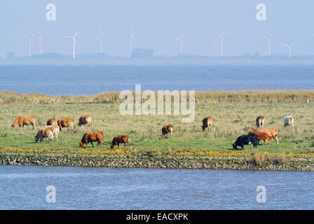 Les bovins (Bos) à l'embouchure de l'elbe près de otterndorf, Allemagne Banque D'Images