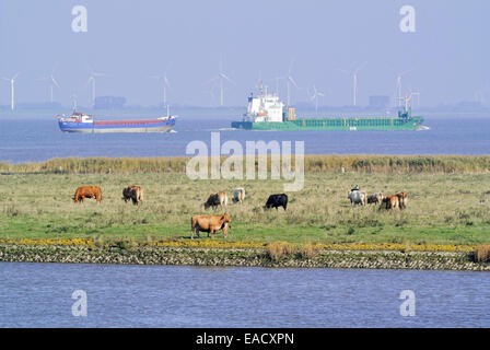 Les bovins (Bos) à l'embouchure de l'elbe près de otterndorf, Allemagne Banque D'Images