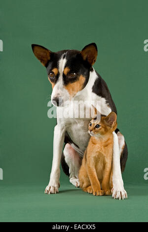 Chat Abyssin, 10 semaines, Ruddy, protégé par un Basenji, 11 ans, tricolore Banque D'Images