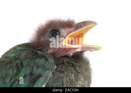 Moqueur chat vert (Ailuroedus crassirostris), chick Banque D'Images