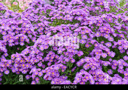 Michaelmas daisy (Aster novi-belgii 'violetta') Banque D'Images