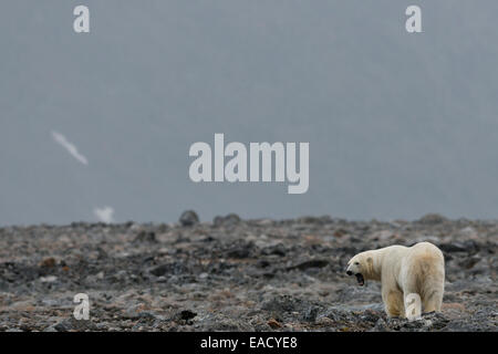 L'ours polaire (Ursus maritimus), homme, Blomstrandhalvoya, archipel du Svalbard, Svalbard et Jan Mayen (Norvège) Banque D'Images