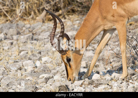 Black-faced Impala (Aepyceros melampus petersi) en quête de nourriture, Etosha National Park, Namibie Banque D'Images