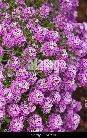 Lobularia maritima (alyssum doux) Banque D'Images