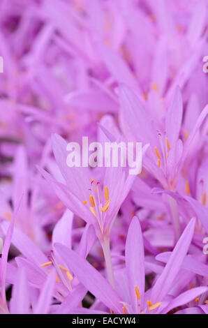 Crocus d'automne (Colchicum autumnale) Banque D'Images