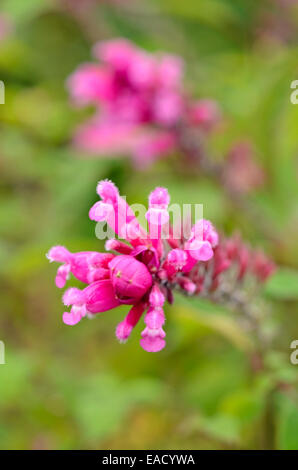 Roseleaf sauge (salvia involucrata) Banque D'Images