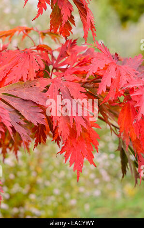 L'érable japonais (Acer japonicum 'aconitifolium') Banque D'Images