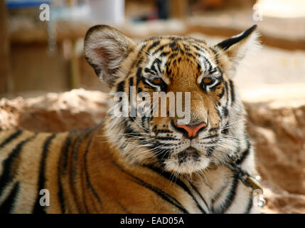 Tiger Temple ou Wat Pa Luangta Bua, Tigre d'Indochine (Panthera tigris corbetti), Kanchanaburi, Thaïlande Banque D'Images