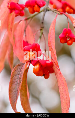 La fusée commune (Euonymus europaeus) Banque D'Images