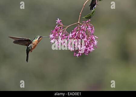 Purple-throated Mountaingem, Lampornis calolaemus, femme prenant nectar Banque D'Images