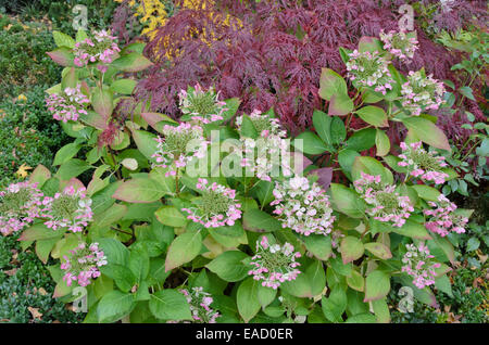 L'hydrangea (hortensia) et l'érable japonais (Acer palmatum 'dissectum garnet') Banque D'Images