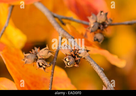 Ironwood perse (parrotia persica) Banque D'Images