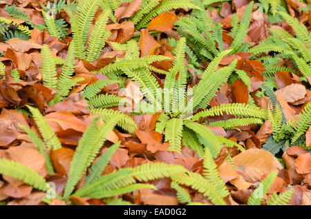 (Blechnum Blechnum spicant) Banque D'Images