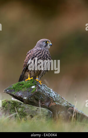 Faucon crécerelle (Falco tinnunculus), femme, Wildpark Neuhaus, Neuhaus im Solling, Basse-Saxe, Allemagne Banque D'Images