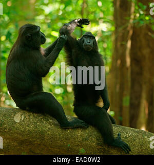 Deux Macaques à crête de Célèbes (Macaca nigra), le toilettage, le Parc National de Tangkoko, Sulawesi, Indonésie Banque D'Images