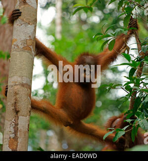 Orang-outan (Pongo pygmaeus), les jeunes, le parc national de Tanjung Puting, centre de Kalimantan, Bornéo, Indonésie Banque D'Images