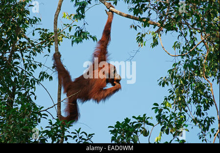 Orang-outan (Pongo pygmaeus), Parc national de Tanjung Puting, centre de Kalimantan, Bornéo, Indonésie Banque D'Images