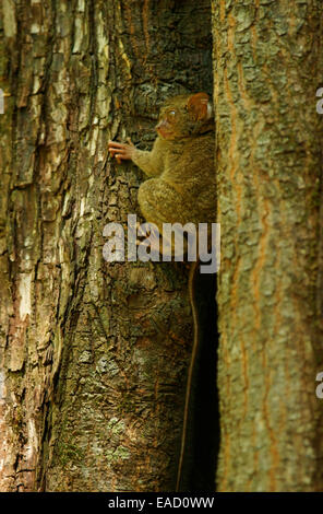 Tarsier Spectral (Tarsius spectrum, tarsier Tarsius), Parc National de Tangkoko, Sulawesi, Indonésie Banque D'Images