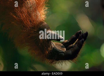 Main d'un orang-outan (Pongo pygmaeus), Parc national de Tanjung Puting, centre de Kalimantan, Bornéo, Indonésie Banque D'Images