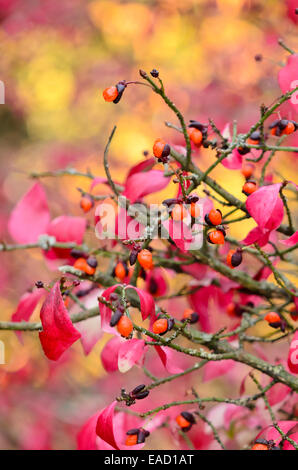 Burning Bush compact (Euonymus alatus) Banque D'Images