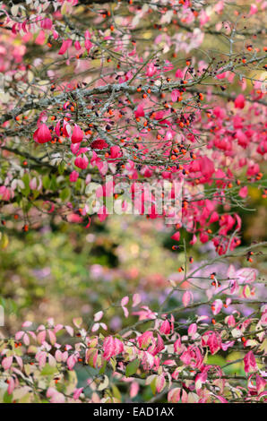 Burning Bush compact (Euonymus alatus) Banque D'Images