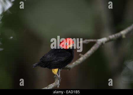 Red-capped Manakin, Ceratopipra mentalis, homme Banque D'Images