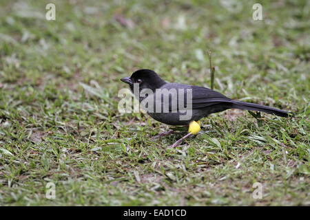 Yellow-thighed Finch, Pselliophorus tibialis Banque D'Images