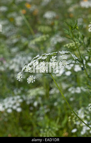 Ammi majus 'Évêques' Fleur Banque D'Images