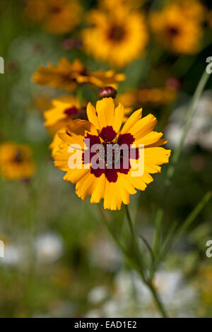 Coreopsis tinctoria - Golden tickseed Banque D'Images