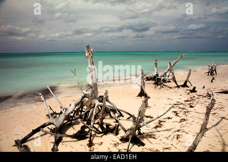 Les arbres morts sur la plage, Cayo Levisa, province de Pinar del Río, Cuba Banque D'Images