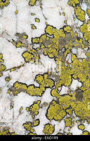 Lichen Rhizocarpon geographicum (carte), Gauteng, Afrique du Sud Banque D'Images