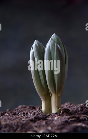 Fritillary, couronne impériale Fritillaria imperialis, argynne, objet vert, fond gris. Banque D'Images