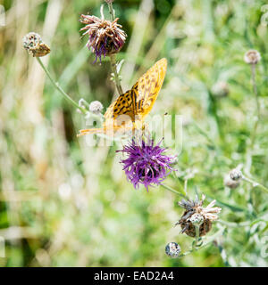 Le Twin-spot fritillary (Brenthis hecate) est un lépidoptère de la famille des riodinidae. Papillon orange sur la fleur pourpre. Banque D'Images