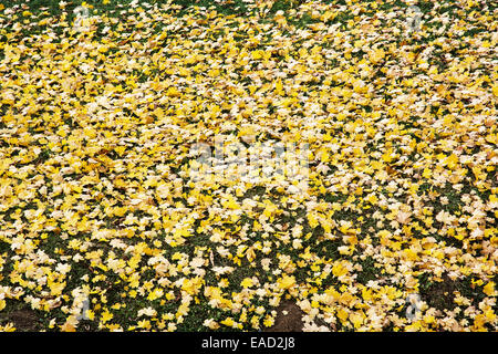 Pelouse verte recouverte de feuilles d'érable jaune. Thème de saison. Banque D'Images