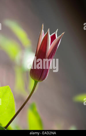 Clematis, Clematis texensis 'Princesse Kate', l'objet rouge. Banque D'Images