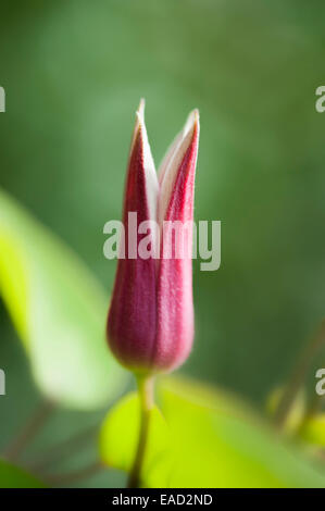 Clematis, Clematis texensis 'Princesse Kate', l'objet rouge, fond vert. Banque D'Images