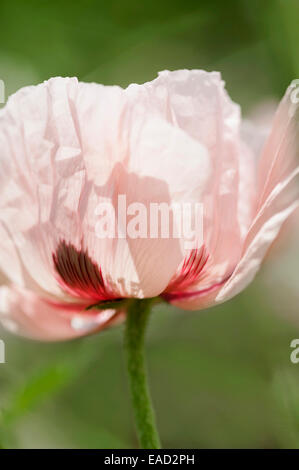 Coquelicot, pavot d'Orient, Papaver orientale 'Cedric Morris', l'objet rose, fond vert. Banque D'Images