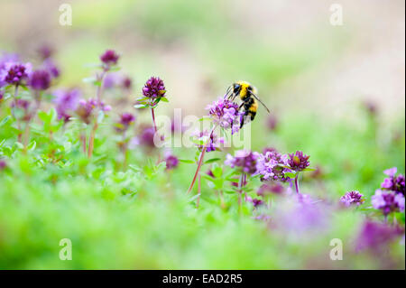 Le thym, Mère de thym, Thymus praecox, Violet matière, fond vert. Banque D'Images