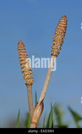 La prêle (Equisetum arvense), Schleswig-Holstein, Allemagne Banque D'Images